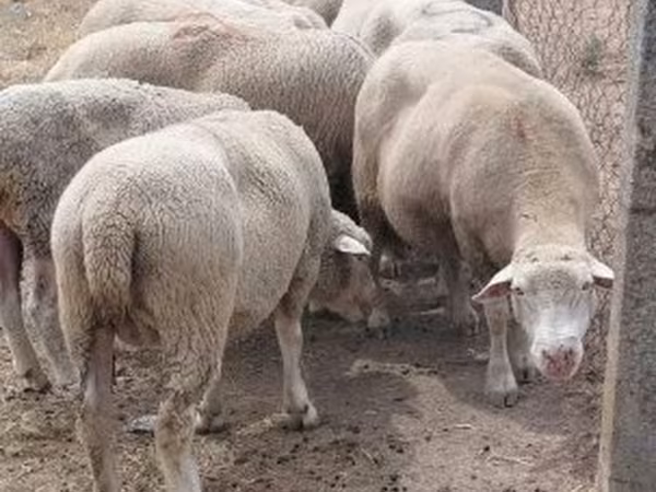 母羊, Sheep