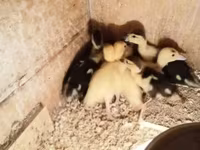 Ducks — Foto 1