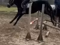 Cavalo, Hungarian horse breed — foto 2