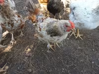 Chickens — zdjęcie 7