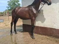 Cavalo, Nonius horse — foto 3