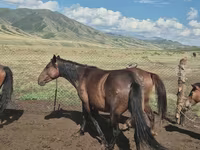 Égua, Cavalos — foto 7