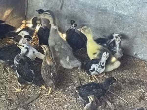 Ducks — Węgry