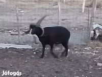كبش, Shetland sheep — الصورة 2