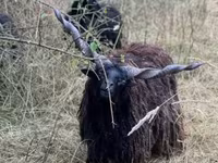 母羊, Racka sheep — 照片 8