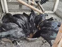 Chickens — fotografija 6