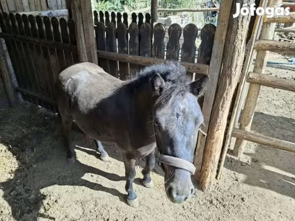 حصان, الخيول