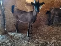 母山羊, Alpine goat — 照片 1