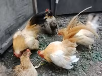 Bantam — fotografija 2