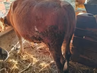 ثور, Simmental cattle — الصورة 2