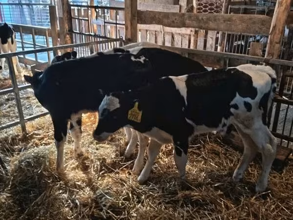 Buğa, Russian Black pied cattle — Macarıstan