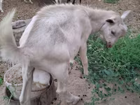Koza, Saanen goat — fotografija 4