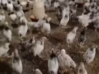 Chickens — fotografija 6