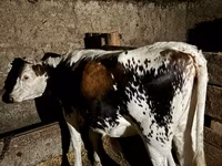 Krowa, Bydło — zdjęcie 2