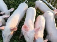 母猪, Pigs — 照片 1