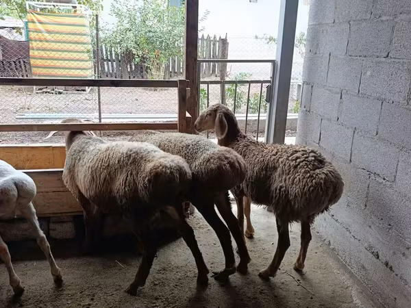Ovelha, Rhon sheep