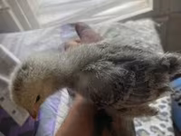 Brahma — foto 3