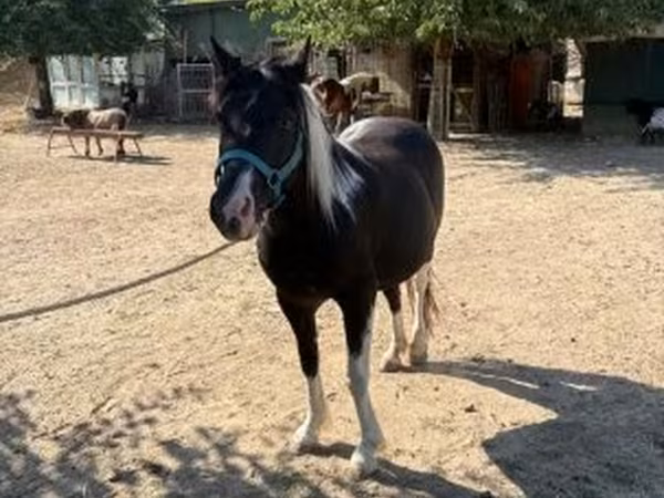 母马, Horses