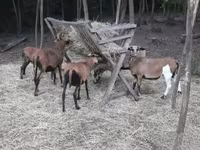 Carneiro, Cameroon sheep — foto 3