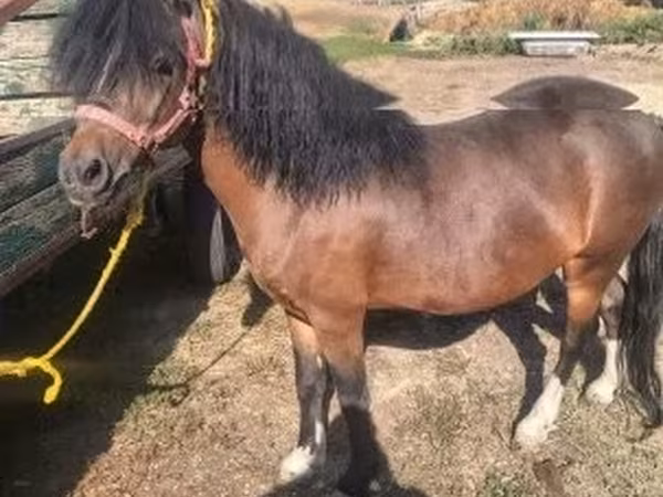 Horse (M), Horses