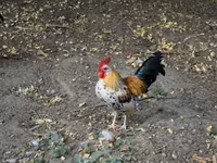 Chickens — 照片 1