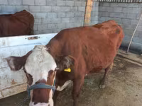 Сиыр, Latvian Blue cattle — 1-сурет