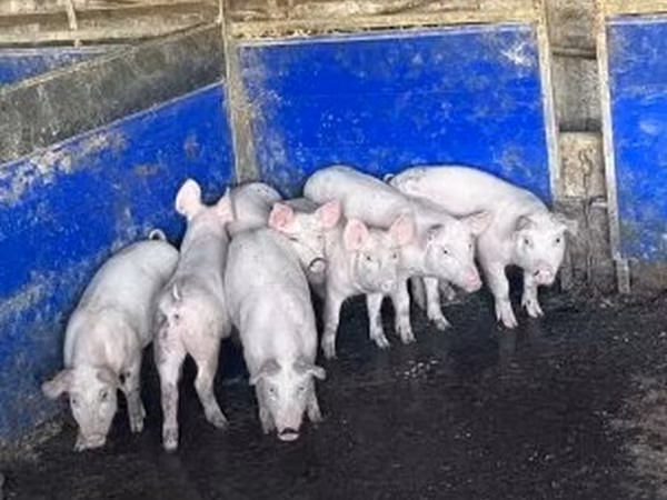 母猪, Pigs