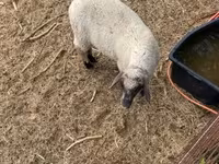 公羊, Tsigai sheep — 照片 4