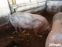 母猪, Pigs — 照片 6