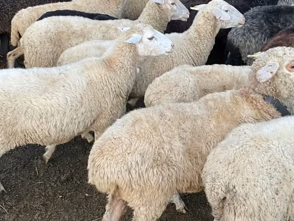 Bélier, Moutons