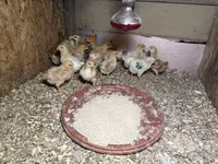 Chickens — zdjęcie 1