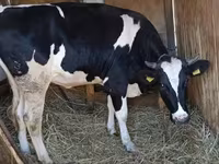 Krowa, Russian Black pied cattle — zdjęcie 2
