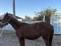 公马, Arabian horse — 照片 3