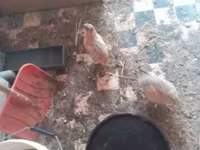 Quails — photo 1