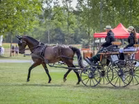 Cheval, Nonius horse — photo 8