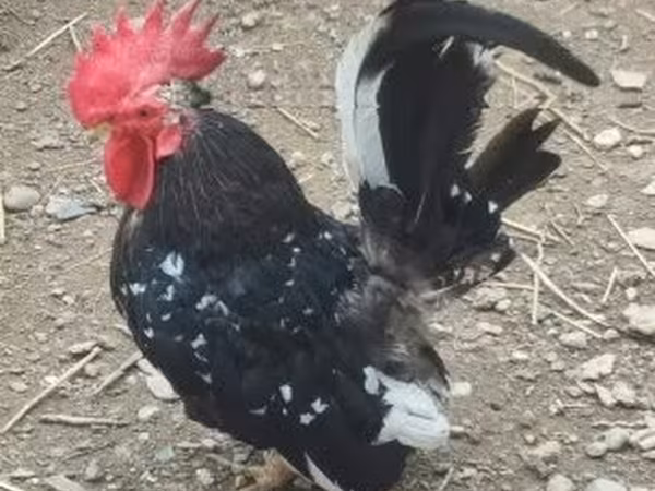 Chickens