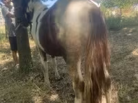 Koń, Indian half-bred — zdjęcie 3