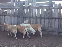 Ovan, Katum sheep — fotografija 2