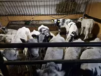 Goveda (partija, pol nije naveden), Russian Black pied cattle — fotografija 2
