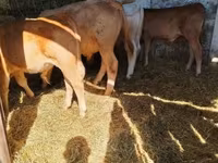 公牛, Simmental cattle — 照片 5