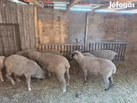 Oveja, Ovejas — foto 2