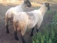 Ovan, White Suffolk sheep — fotografija 3
