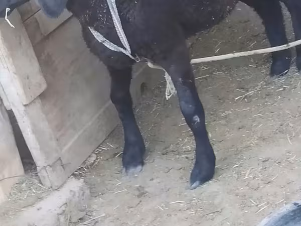 Carneiro, Ovelhas