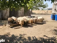 Widder, Racka sheep — Foto 4