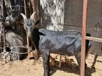 Billy Goat, Alpine goat — photo 4