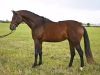 Cavalo, Thoroughbred horse — foto 3