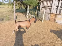 Bode, Alpine goat — foto 3