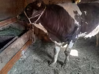 Buqa, Russian Black pied cattle — 4-rasm