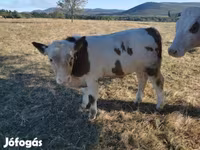 Bulle, Ungarische Graue Rasse — Foto 2