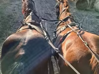 Mare, Horses — photo 3
